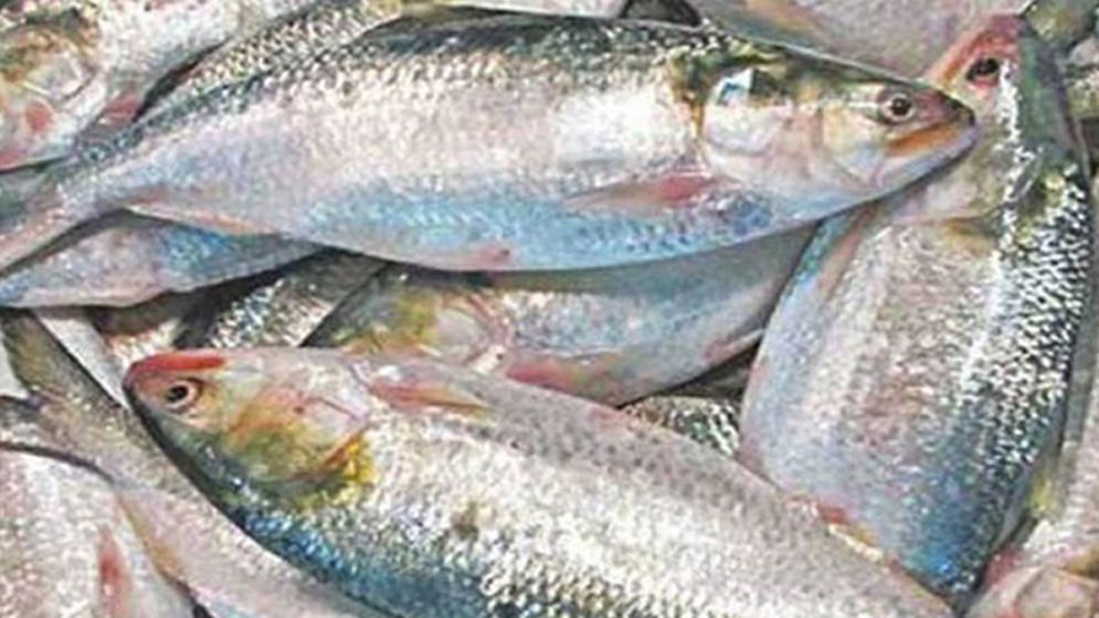ইলিশের দেশেই কেন ভারত থেকে আসছে ইলিশ