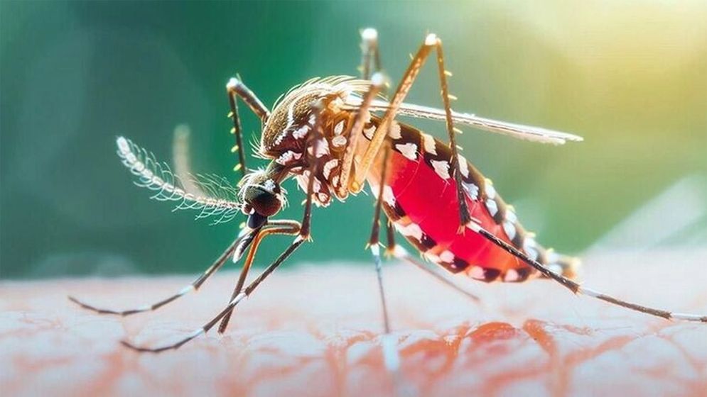 ডেঙ্গুতে ২৪ ঘণ্টায় প্রাণ গেল আরও ৮ জনের
