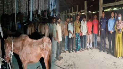 কারখানায় বিপুল ঘোড়া জবাই, অতঃপর...