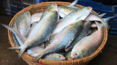 ভারতে ইলিশ রফতানি বন্ধে সরকারকে আইনি নোটিশ