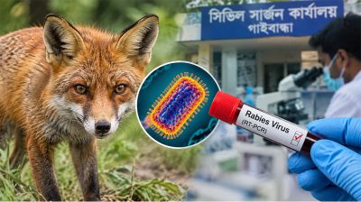 ৯ জনকে কামড়ানো সেই শিয়ালের মাথা থেকে জলাতঙ্কের জীবাণূ সনাক্ত