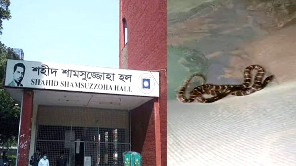 রাবির হলের কক্ষে মশারির ওপর বিষধর কালাচ, তারপর যা হলো