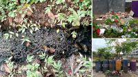 মশার উপদ্রবে অতিষ্ঠ নজরুল বিশ্ববিদ্যালয়ের শিক্ষার্থীরা, বাড়ছে ডেঙ্গু আতঙ্ক