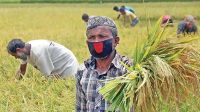 ১৪ লক্ষাধিক কৃষকের সুদসহ কৃষিঋণ মওকুফ