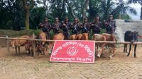 সীমান্তে বিজিবির অভিযানে ১০ ভারতীয় গরু জব্দ