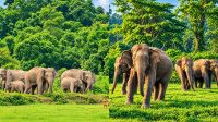৩০ বছরেও থামেনি মানুষ-হাতির রক্তক্ষয়ী সংঘাত