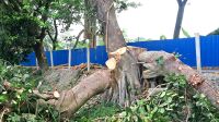 শতবর্ষের ছায়া মুছে গেল করাতের আঘাতে