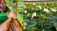 ভ্রমণপ্রিয়দের পদচারণায় মুখরিত কালীবাড়ি পদ্মবিল