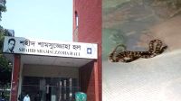 রাবির হলের কক্ষে মশারির ওপর বিষধর কালাচ, তারপর যা হলো