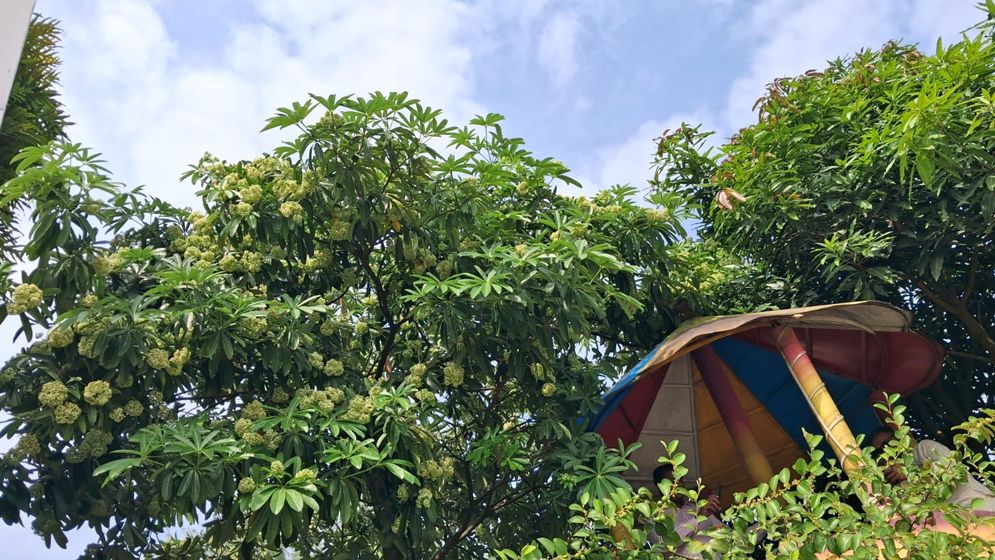 চরফ্যাশনে ছাতিম ফুলের সুবাসে মুগ্ধ পথচারী-পর্যটক  