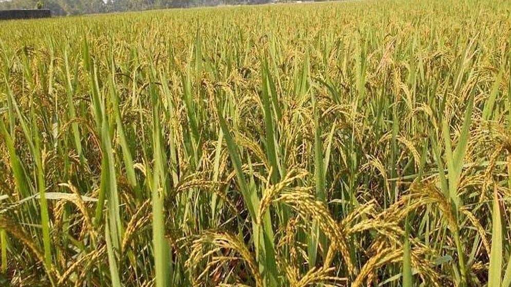 সিলেটের মাঠে সোনালি স্বপ্ন, আমনে ৪ লাখ টন ধান উৎপাদনের লক্ষ্যমাত্রা  