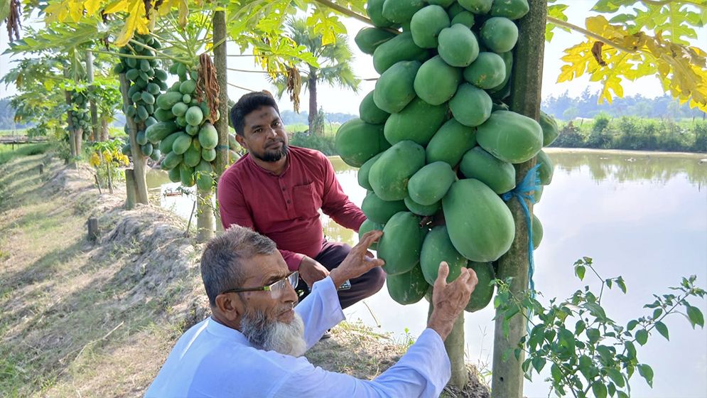 পুকুরে মাছ, পাড়ে পেঁপেসহ সমন্বিত সবজি চাষে সাফল্য