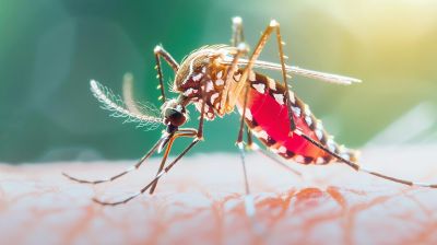 ডেঙ্গুতে আরও ৯ মৃত্যু, হাসপাতালে ভর্তি ১৯৫৪  