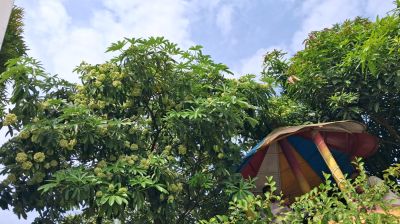 চরফ্যাশনে ছাতিম ফুলের সুবাসে মুগ্ধ পথচারী-পর্যটক  