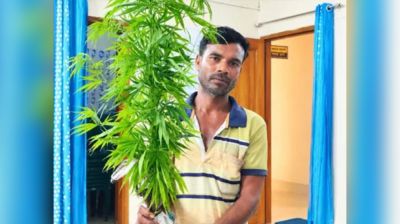 শাক-সবজির আড়ালে গাঁজা চাষ, তারপর যা হলো
