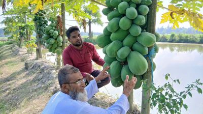পুকুরে মাছ, পাড়ে পেঁপেসহ সমন্বিত সবজি চাষে সাফল্য