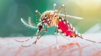 ডেঙ্গুতে আরও ৯ মৃত্যু, হাসপাতালে ভর্তি ১৯৫৪  