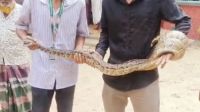 মীরসরাইয়ে দুটি অজগর উদ্ধার  