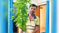 শাক-সবজির আড়ালে গাঁজা চাষ, তারপর যা হলো