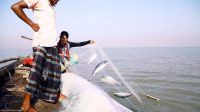 মধ্যরাত থেকে শুরু হচ্ছে জাটকা নিধন বন্ধে ৮ মাসের নিষেধাজ্ঞা  